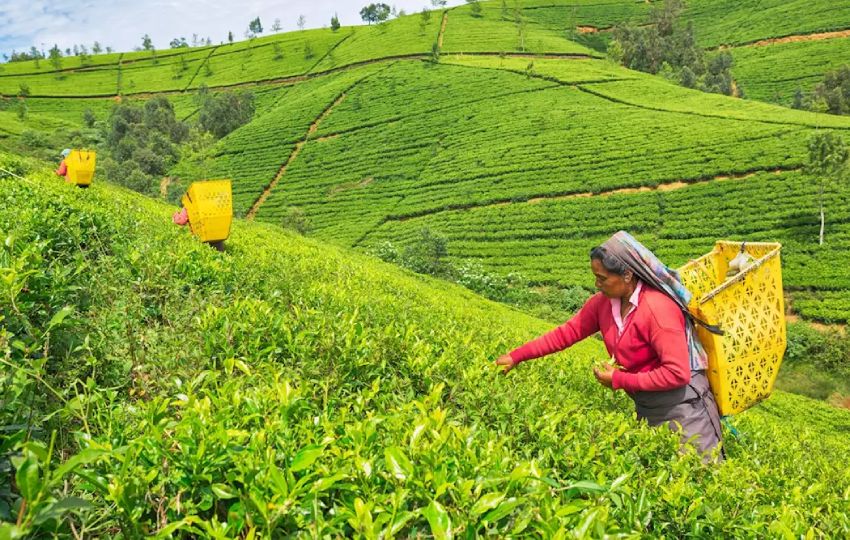Tea-Plantation-Nuwara-Eliya India