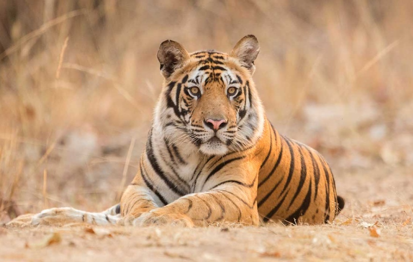 India, Bandhavgarh Tigre