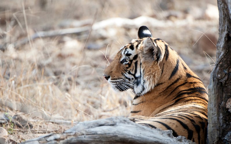 Ranthambore per la fauna selvatica