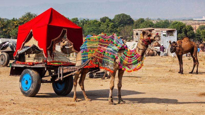 La Più Grande Fiera Mondiale Dei Cammelli